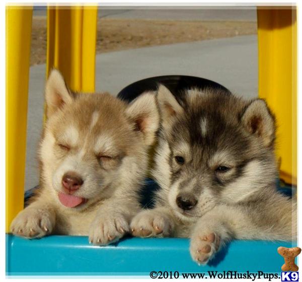 Puppies in NV